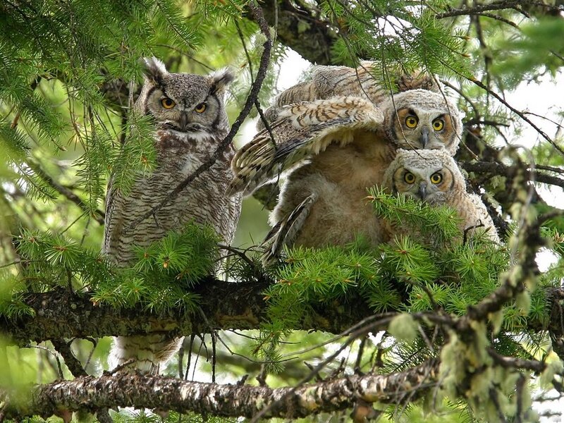 Three Owls in Tree