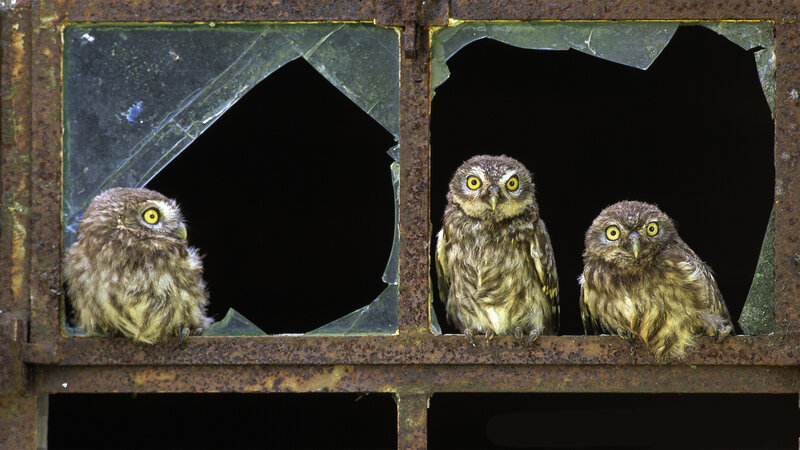 Three Owls in Window