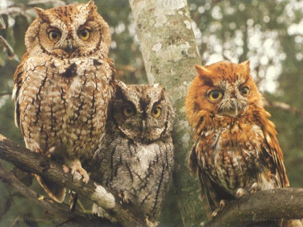 Three owls on a branch