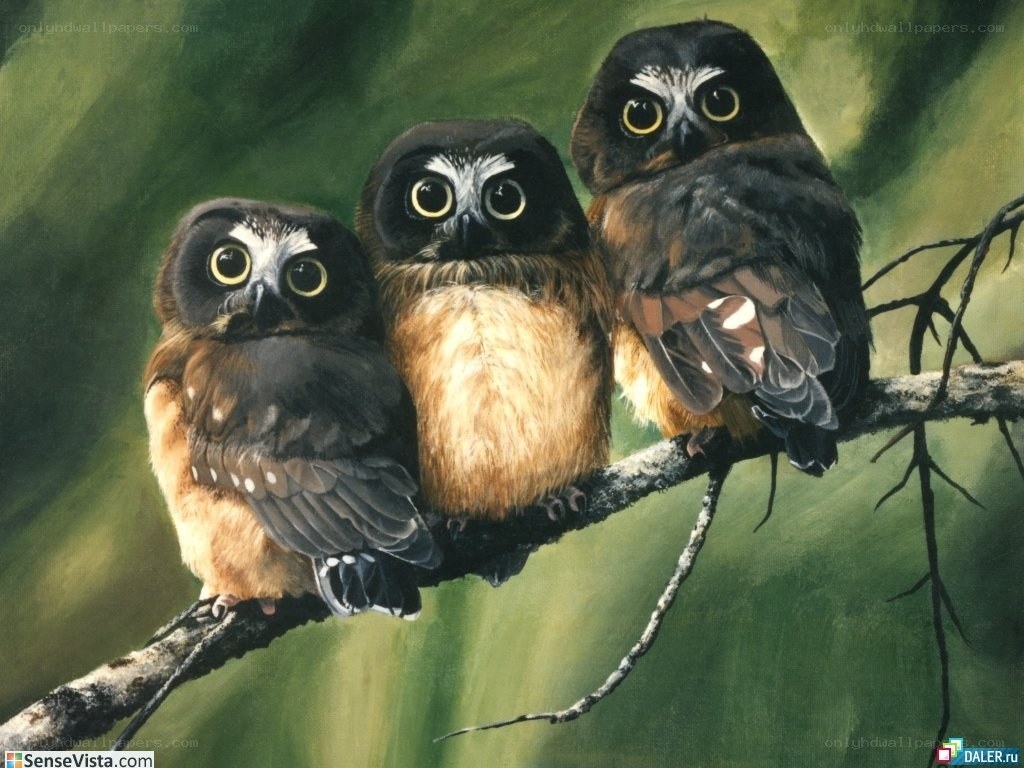 Three owls on a branch