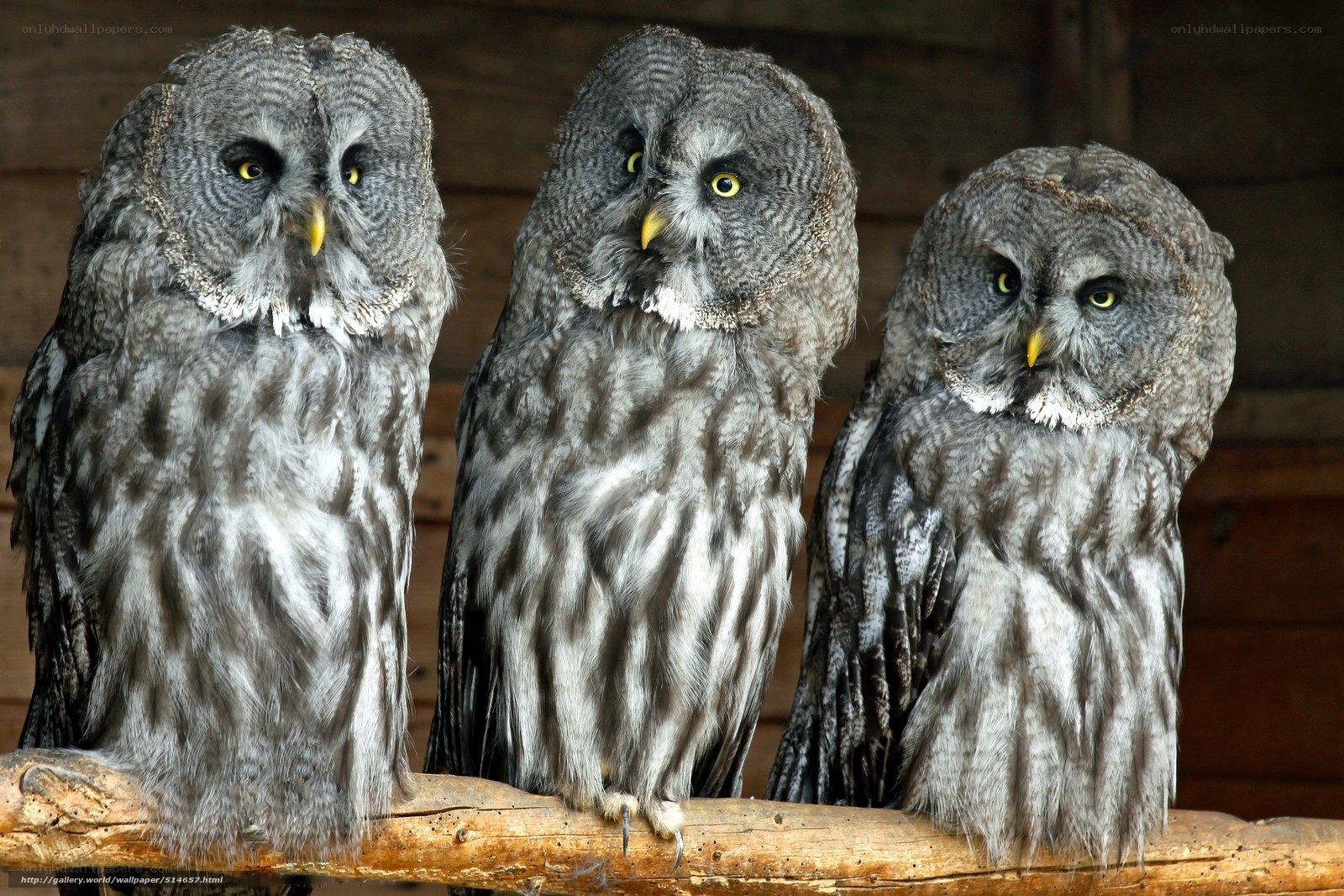 Three owls on a branch