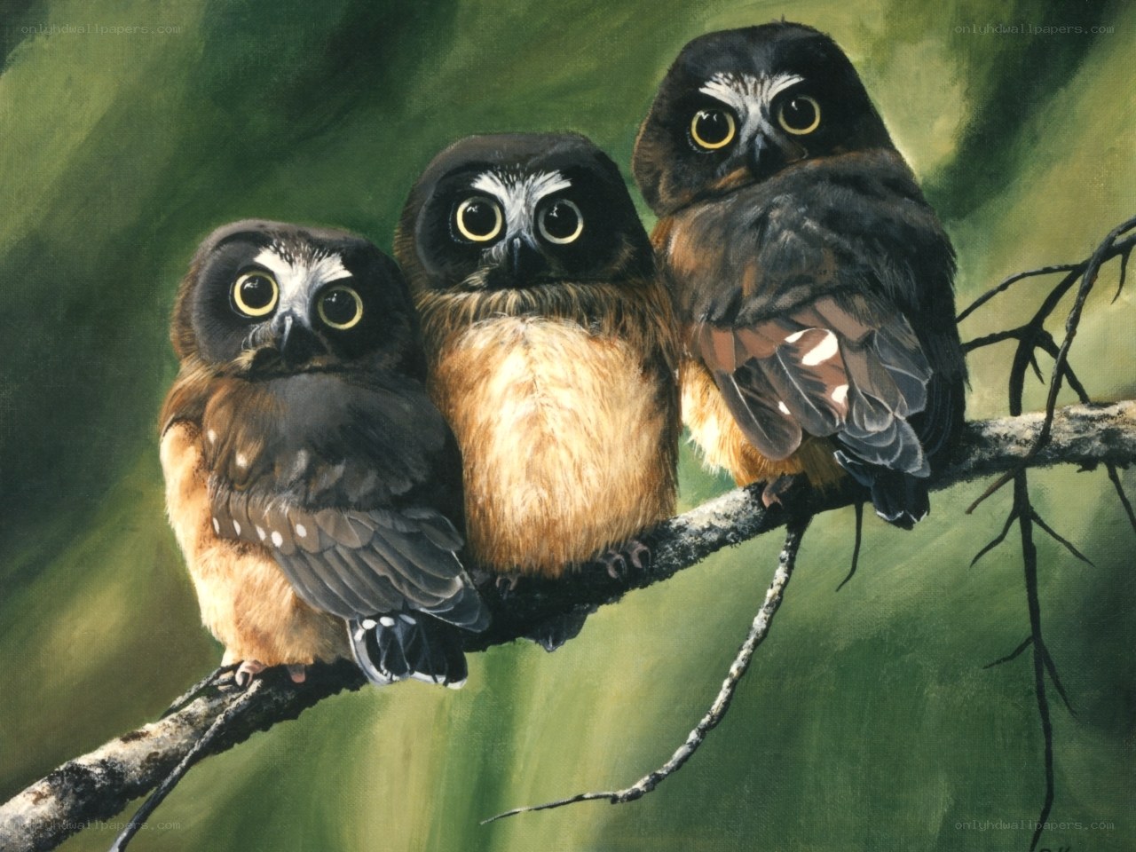 Three owls on a branch