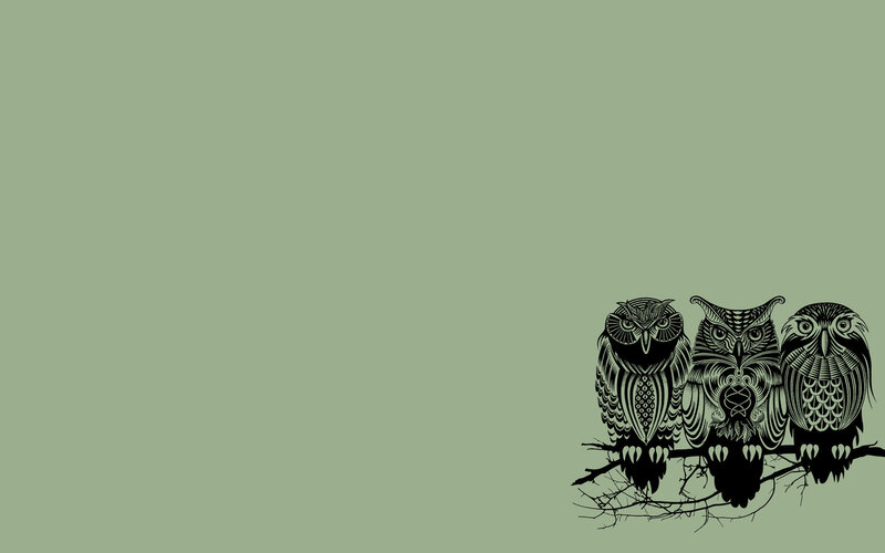 three owls on a branch