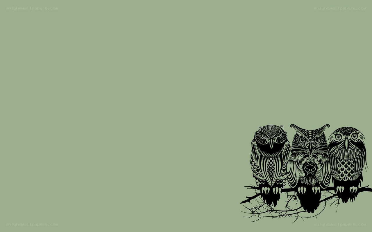 three owls on a branch