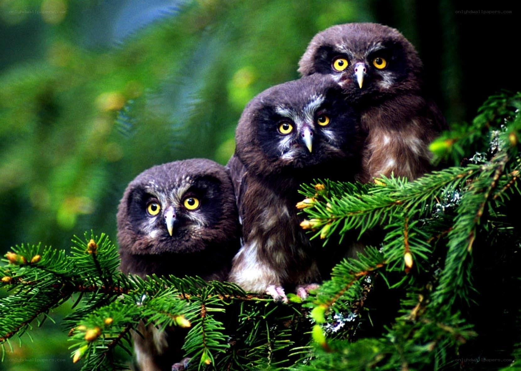 Three owls on a branch