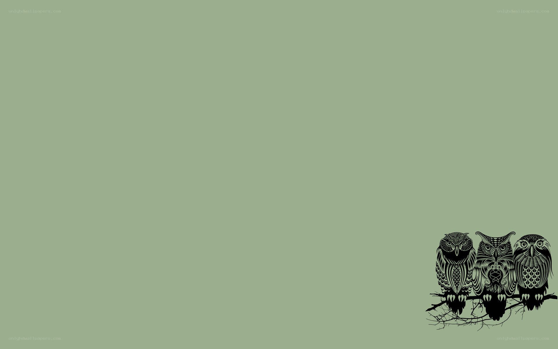 three owls on a branch