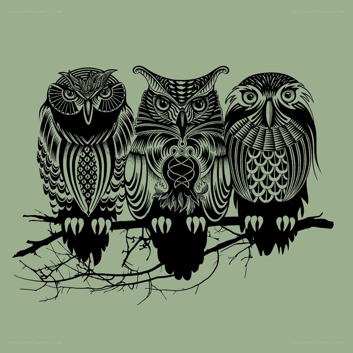 three owls on a branch