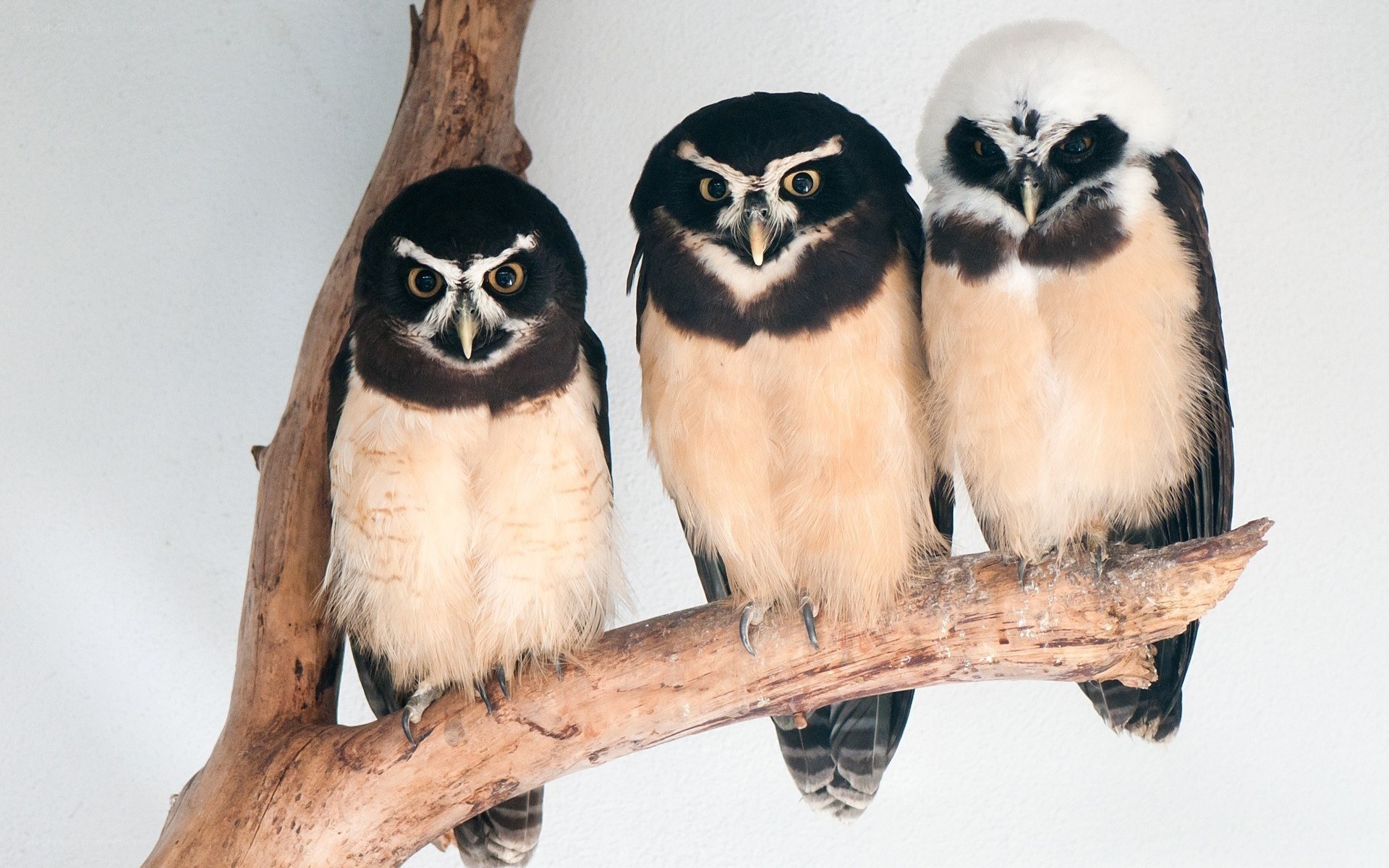 Three owls on a branch