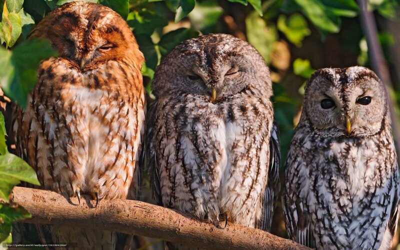 Three Owls on a Branch — Brown, Calm, Afternoon