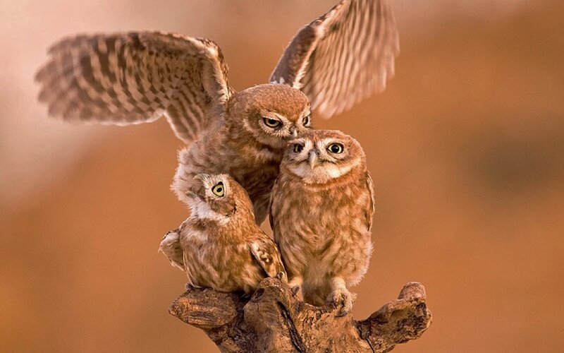 Three Owls on a Branch — Brown, Dramatic