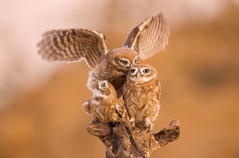 Three Owls on a Branch — Brown