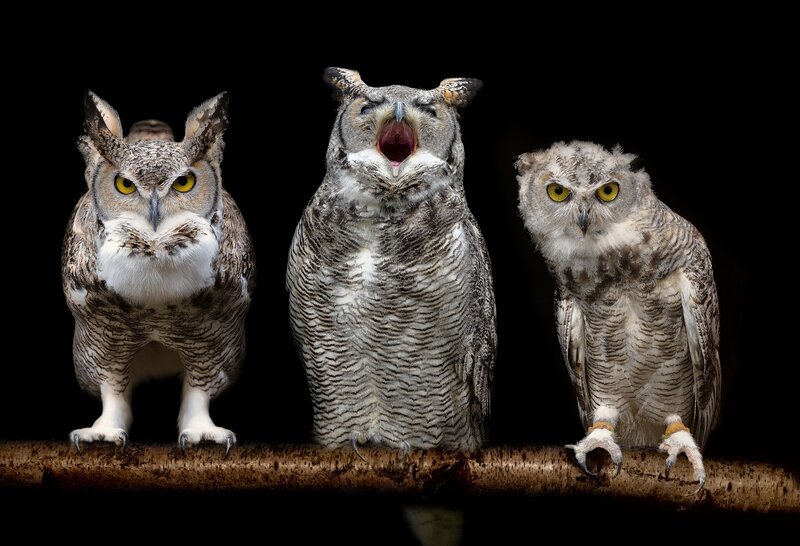 Three Owls on a Branch — Gray