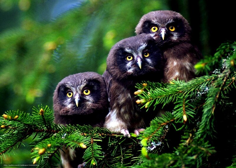 Three owls on a branch
