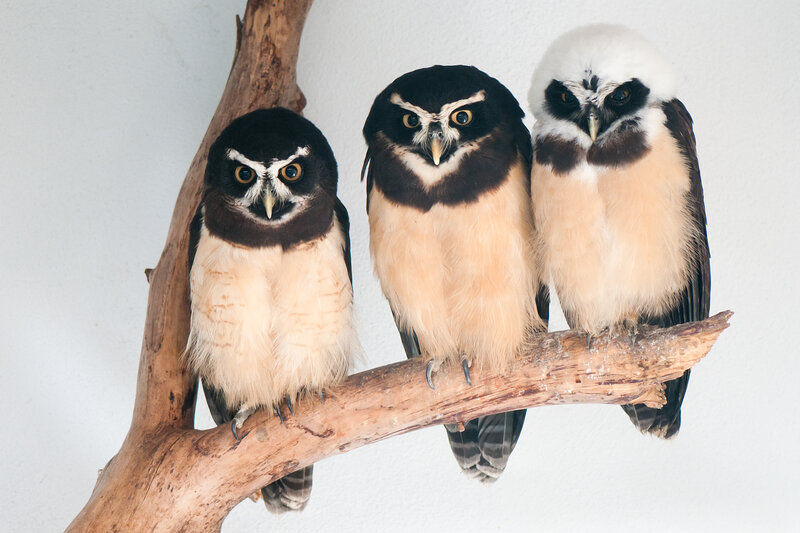 Three Owls on a Branch — White