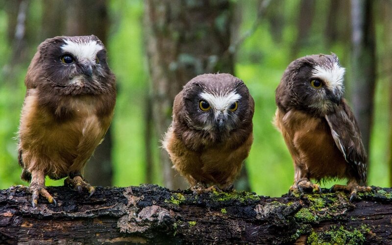 Three Owls on a Log — Brown, Natural