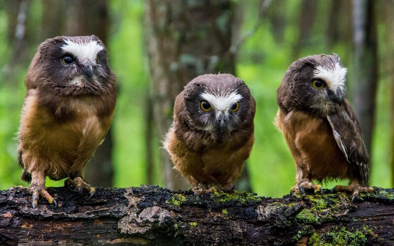 Three owls on a log