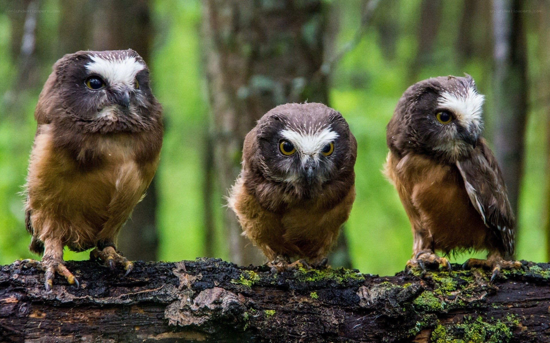 Three owls on a log
