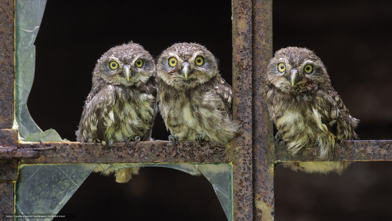 Three owls on a rusty gate