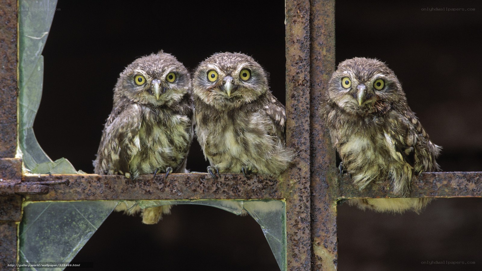 Three owls on a rusty gate