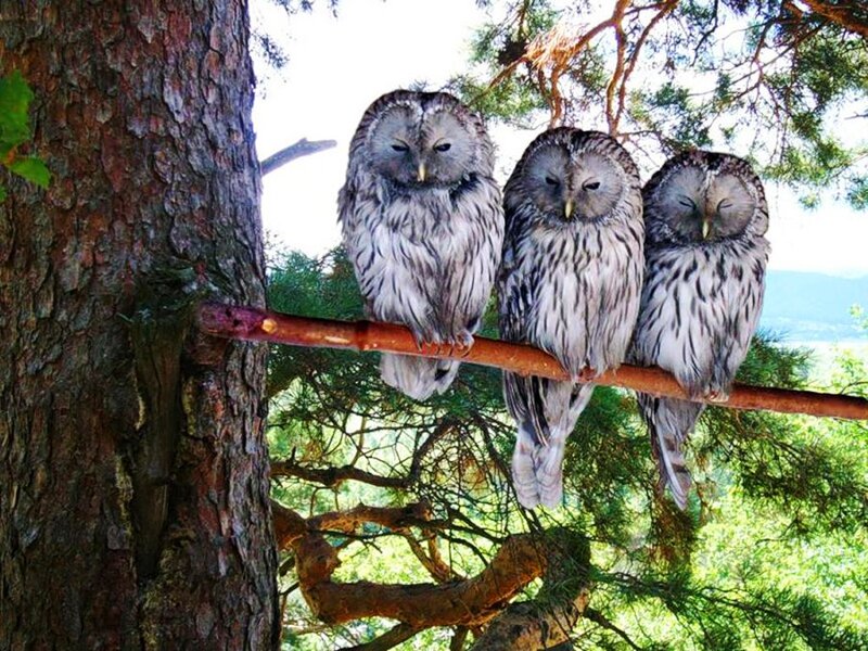 Three Owls on Branch — Brown, Serene