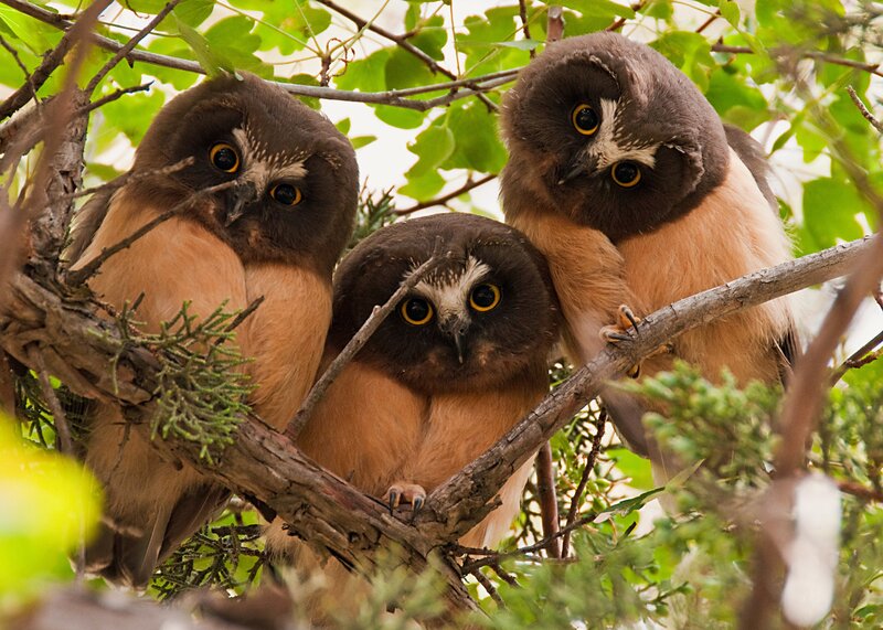 Three Owls on Branch — Brown