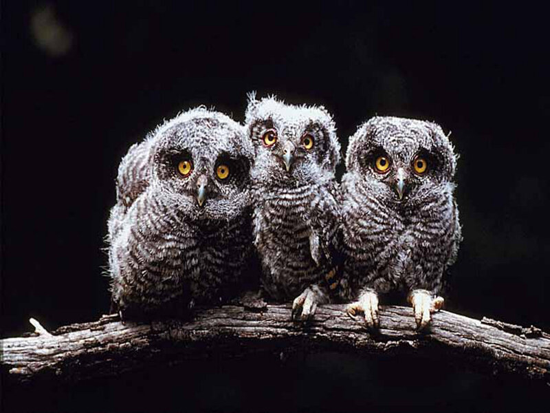 Three Owls on Branch — Gray