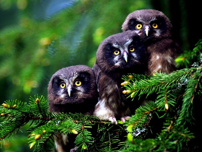 Three Owls on Branch — Green, Alert, Photograph, Tree Branch