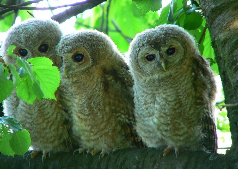 Three Owls on Branch — Green