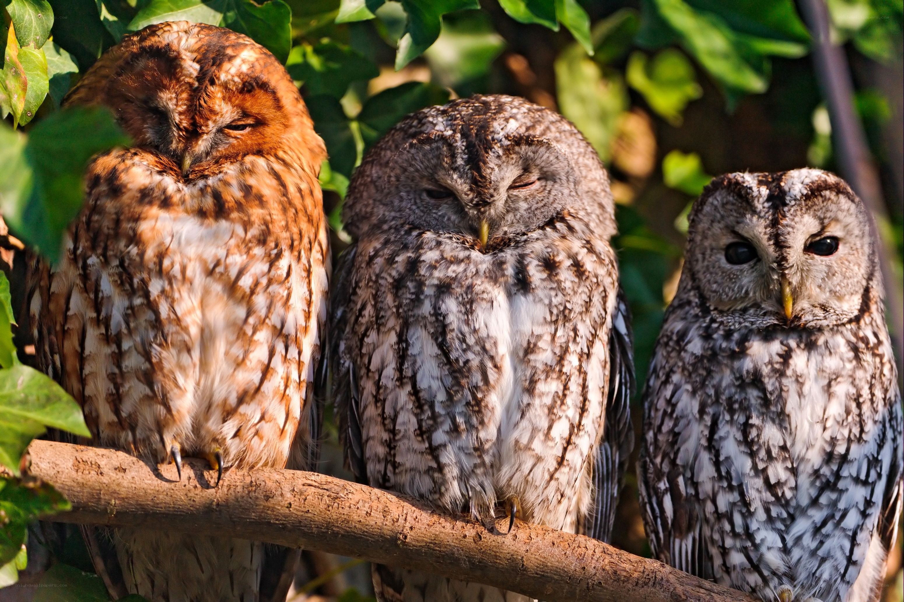 Three owls perched on a branch