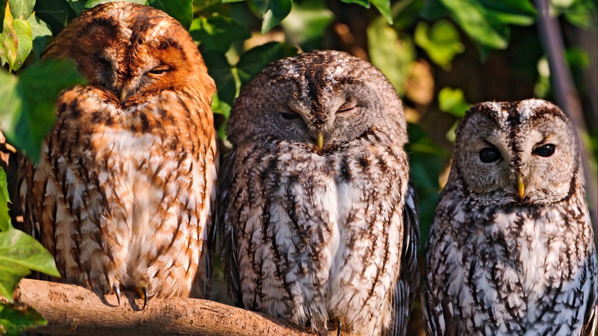 Three owls perched on a branch
