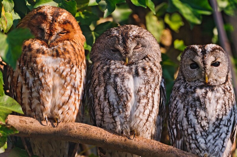 Three owls perched on a branch