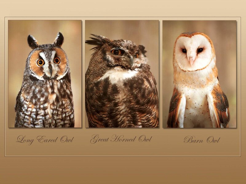 Three Owls