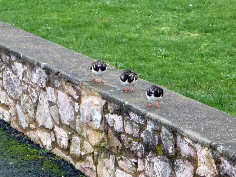 Three Oystercatchers — Green