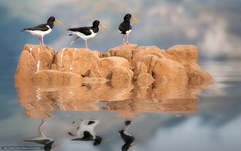 Three oystercatchers on a rock