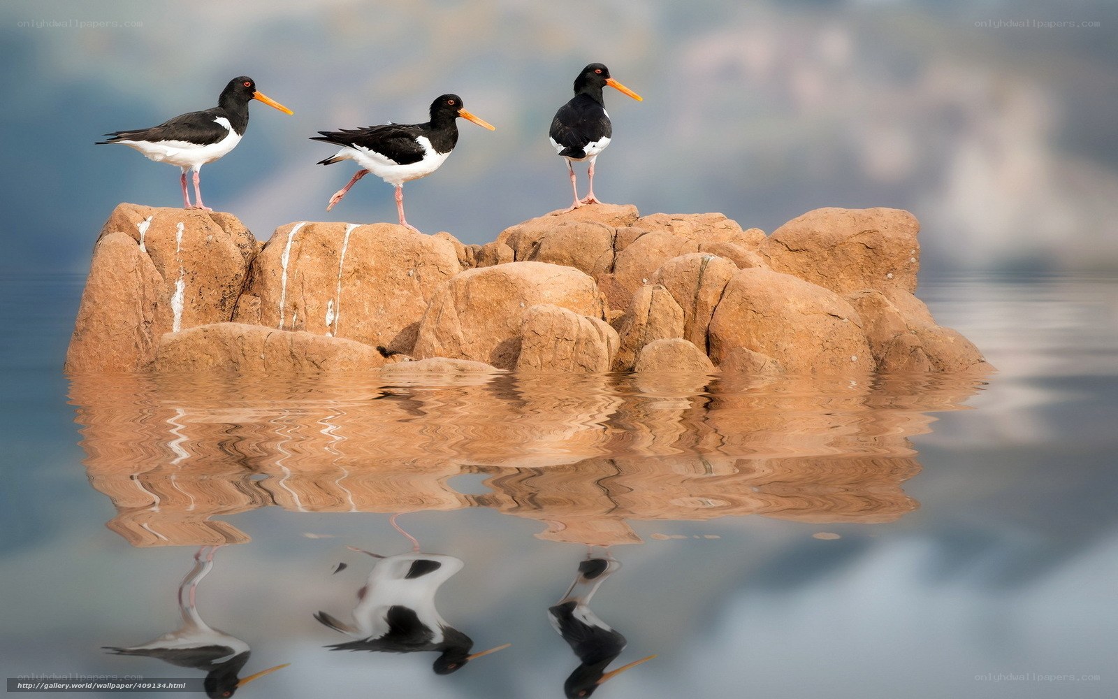 Three oystercatchers on a rock