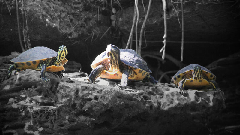 Three Painted Turtles
