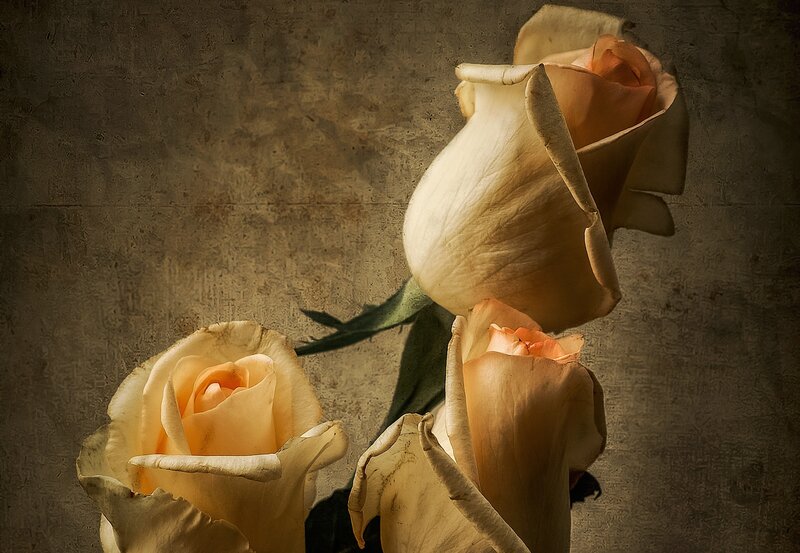 Three Pale Roses