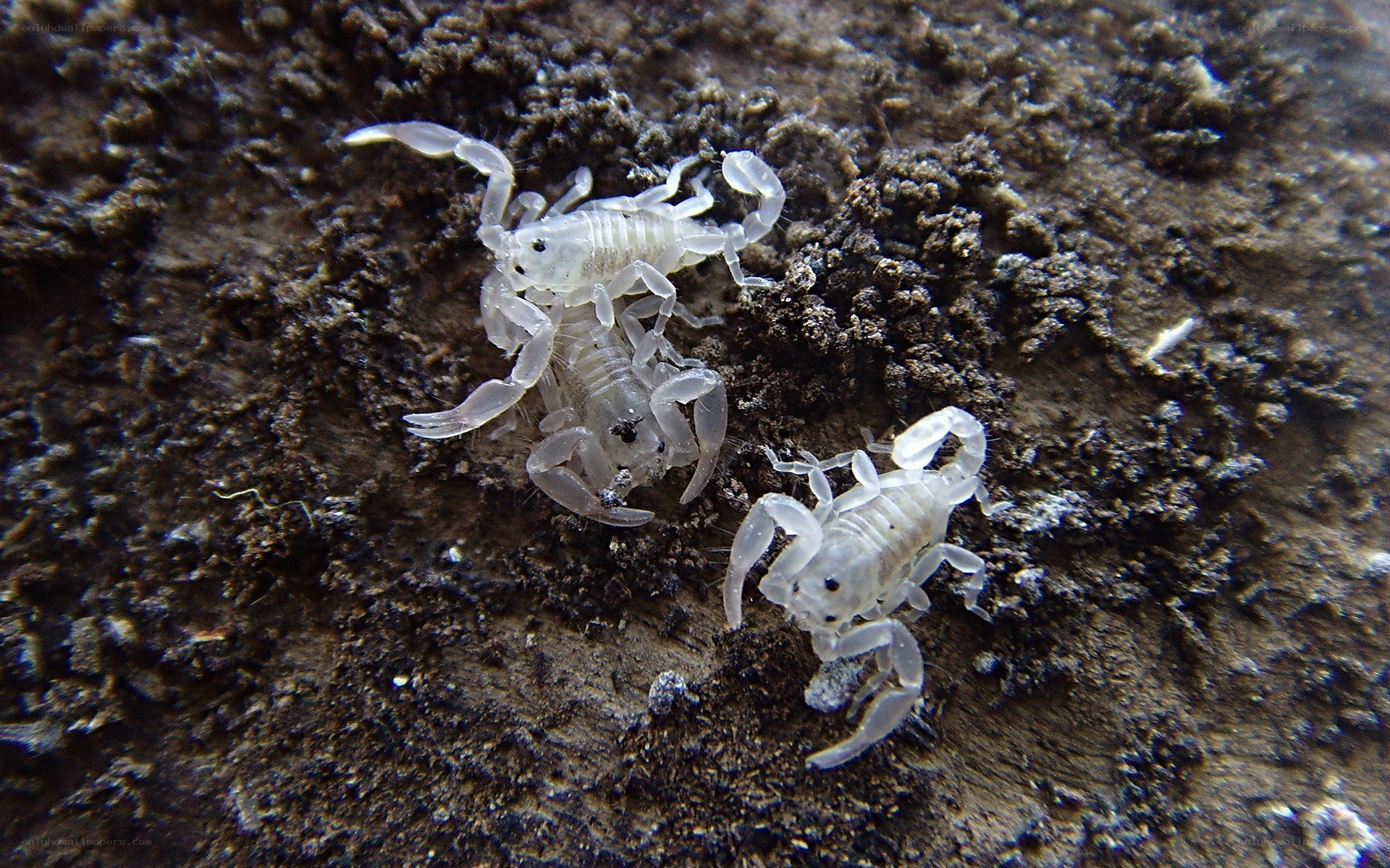 Three pale scorpions on soil