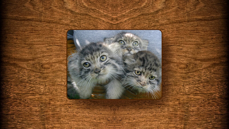 Three Pallas's Cat Kittens