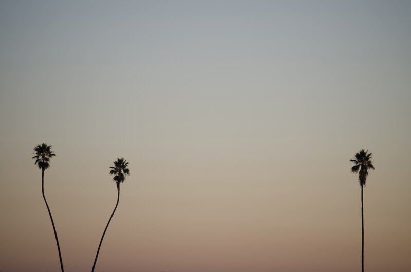 Three Palm Trees — Gray