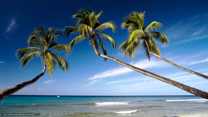 Three Palm Trees on Beach — Blue, Serene
