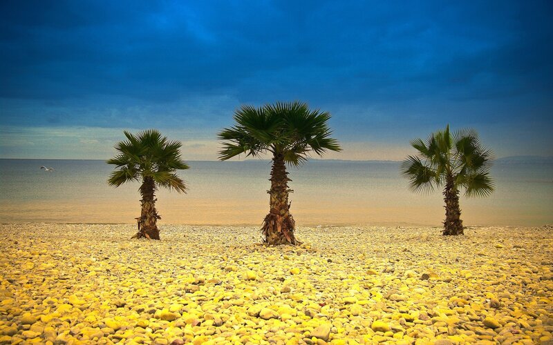 Three Palm Trees on Beach — Blue