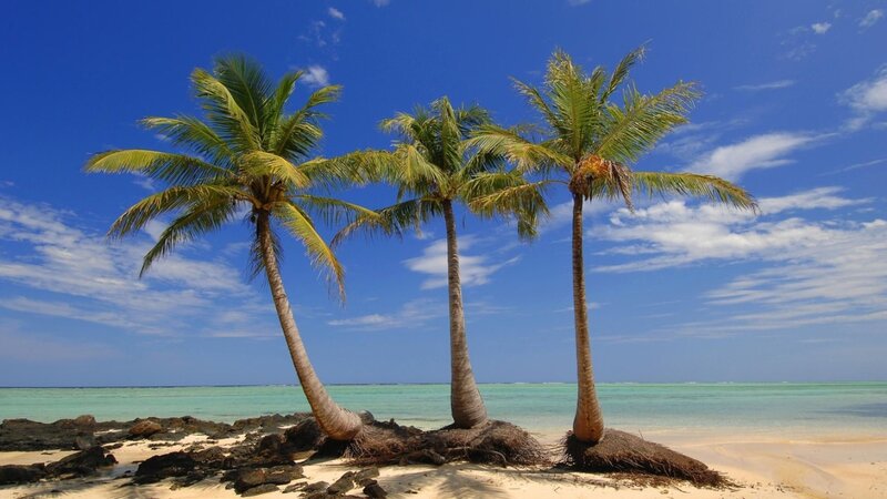 Three Palm Trees on Beach