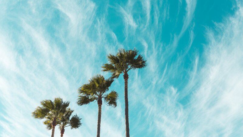 Three Palm Trees