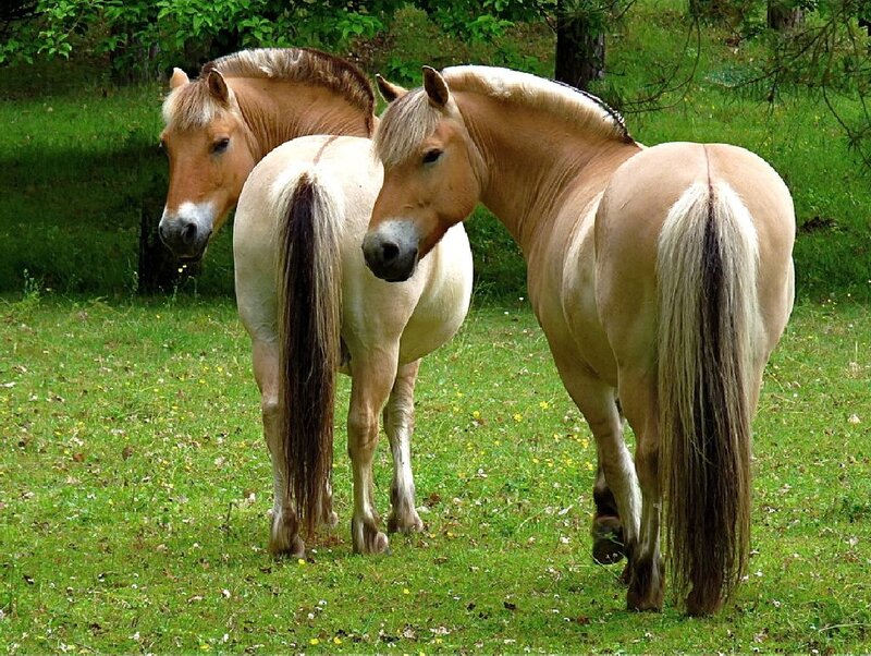Three Palomino Horses — Green