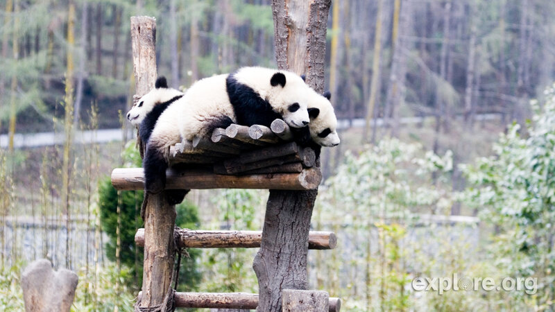 Three Panda Cubs