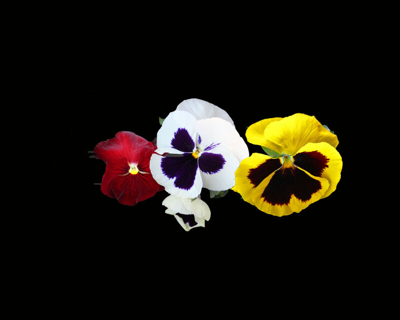 Three Pansy Flowers