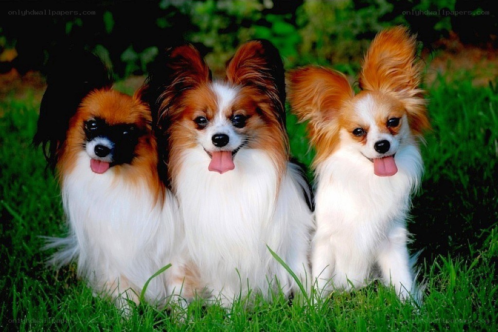Three papillon dogs on grass
