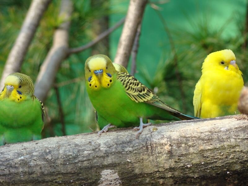 Three parakeets on a branch