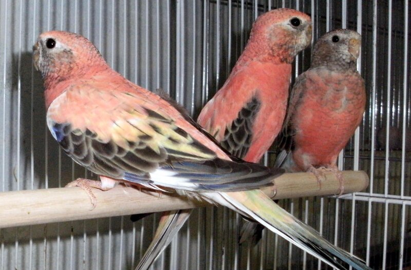three parrots in a cage